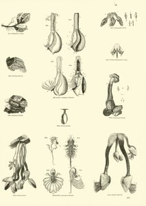 Side fra The Pictorial Museum of Animated Nature