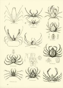 Side fra The Pictorial Museum of Animated Nature av English School