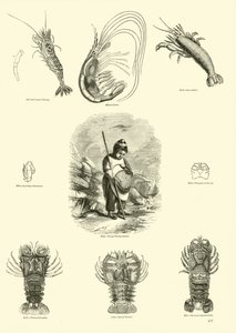 Side fra The Pictorial Museum of Animated Nature