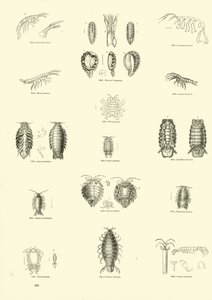 Side fra The Pictorial Museum of Animated Nature