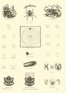Side fra The Pictorial Museum of Animated Nature av English School