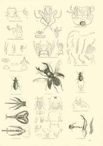 Side fra The Pictorial Museum of Animated Nature