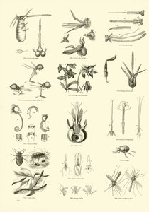 Side fra The Pictorial Museum of Animated Nature
