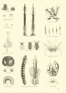 Side fra The Pictorial Museum of Animated Nature