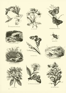 Side fra The Pictorial Museum of Animated Nature