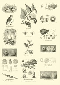 Side fra The Pictorial Museum of Animated Nature