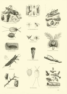 Side fra The Pictorial Museum of Animated Nature