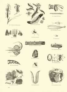 Side fra The Pictorial Museum of Animated Nature