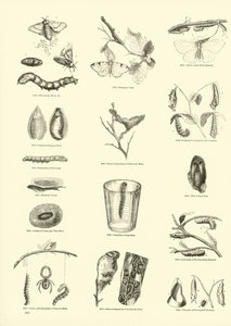 Side fra The Pictorial Museum of Animated Nature