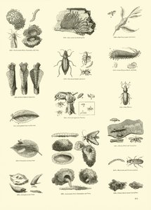 Side fra The Pictorial Museum of Animated Nature