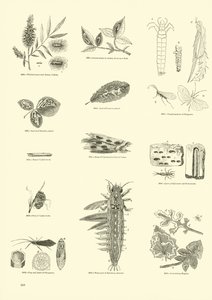 Side fra The Pictorial Museum of Animated Nature