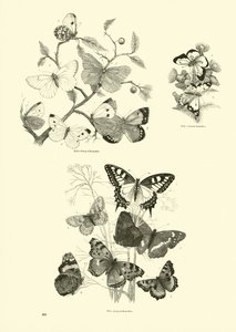 Side fra The Pictorial Museum of Animated Nature