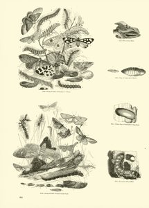Side fra The Pictorial Museum of Animated Nature