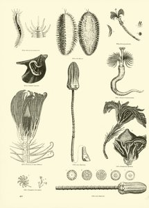 Side fra The Pictorial Museum of Animated Nature