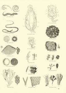 Side fra The Pictorial Museum of Animated Nature