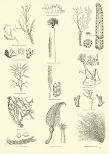 Side fra The Pictorial Museum of Animated Nature av English School
