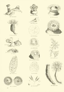 Side fra The Pictorial Museum of Animated Nature