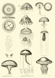 Side fra The Pictorial Museum of Animated Nature
