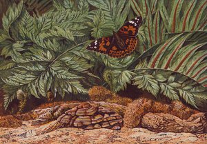 Malt damesommerfugl (fargelitografi) av English School