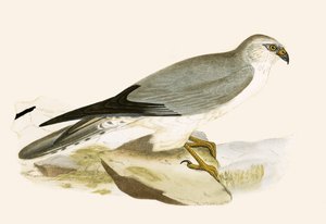 Pale Chested Harrier, illustrasjon fra 