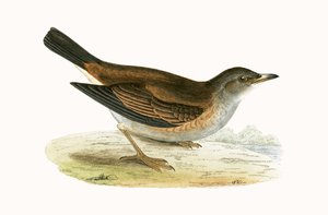 Pale Thrush, illustrasjon fra 'A History of the Birds of Europe Not Observed in the British Isles' av Charles Robert Bree (1811-86), utgitt 1867 av English School