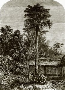 Palmetre i store Andaman av English School
