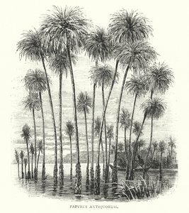 Papyrus Antiquorum (Gravur) von English School