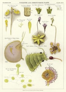 Parasitter og insektetende planter