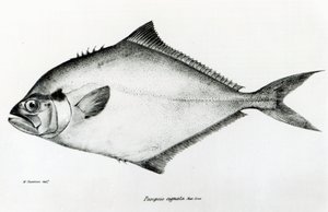 Paropsis Signata, plate 13 fra 'The Zoology of the Voyage of HMS Beagle, 1832-36' av Charles Darwin av English School