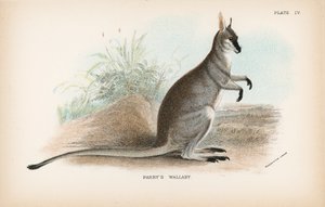 Parrys Wallaby av English School