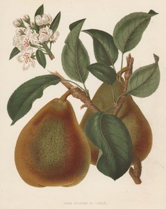 Pear Doyenne du Comice (farge litho) av English School