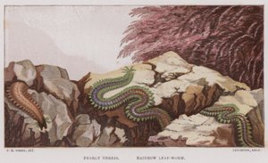 Pearly Nereis, Rainbow Leaf-Worm (farge litho) av English School