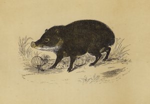 Peccary (fargelitografi) av English School