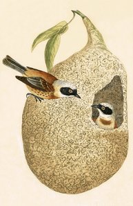 Penduline Tit, illustrasjon fra 