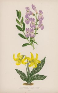 Pentstemon Crassifolium; Amerikansk erythronium (farge litho) av English School