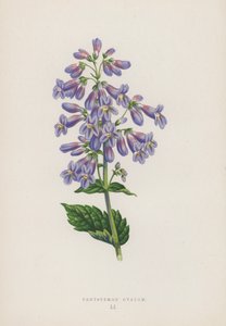 Pentstemon Ovatum (fargelitografi) av English School