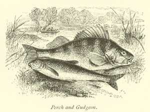 Abbor og Gudgeon av English School