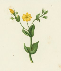 Perfoliate Yellow Wort, Chlora Perfoliata (farge litho) av English School