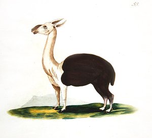 Peruansk guanaco, ca. 1810 (akvarell på papir) av English School