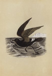 Petrel (fargelitografi) av English School