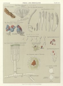 Peziza og Penicillium av English School