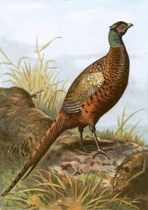 Fasan av English School