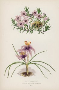 Phlox Subulata; Crocus sativus Greecus (farge litho) av English School