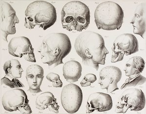 Frenologisk illustrasjon som viser hjernens psykologiske relasjoner, fra et trykk fra 1800-tallet av English School