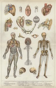 Fysiologi (farge litho) av English School