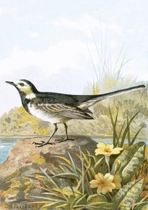 Pied Viptail av English School