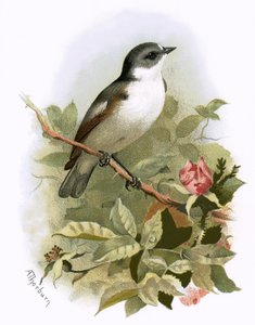 Pied fluefanger