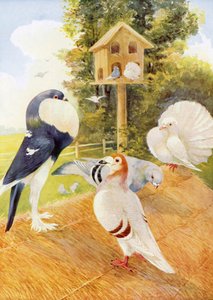 Duer (fargelitografi) av English School