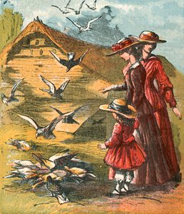 Tauben kommen, um Mais zu fressen von English School