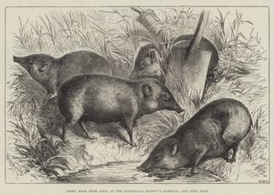 Pigmy Hogs fra India ved Zoological Society